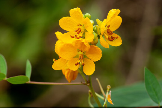 决明子花