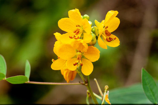 决明子花