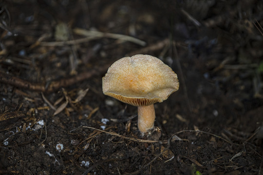 野生蘑菇松树菌