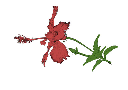 朱槿花線稿與上色