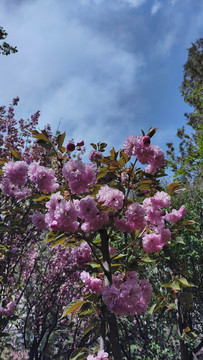 春日樱花