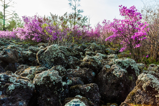 火山熔岩杜鹃花森林