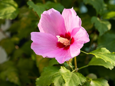 木槿花