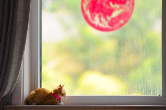 小猫趴在窗前