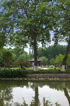 樹林河面