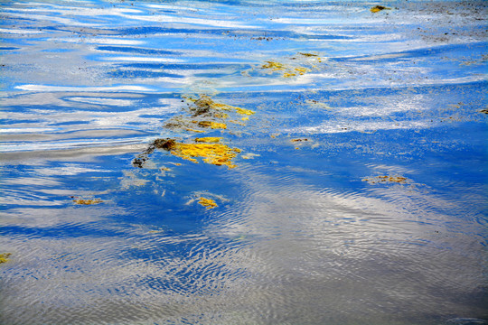 湖面水藻