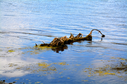 水面枯树