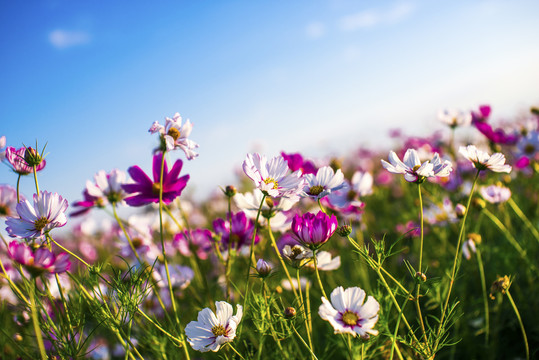 格桑花海