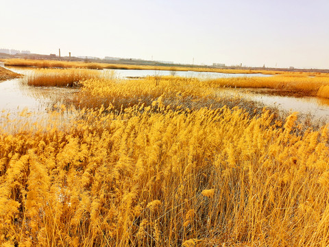 滹沱河湿地