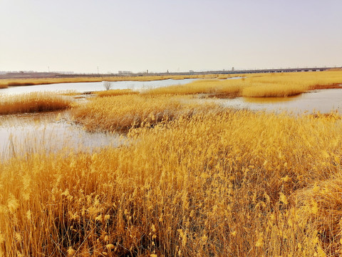 滹沱河生态湿地