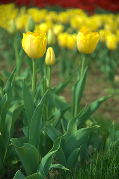 花园里黄色花朵绿色花茎的郁金香
