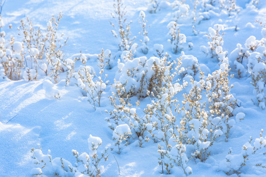 冬季雪地野草