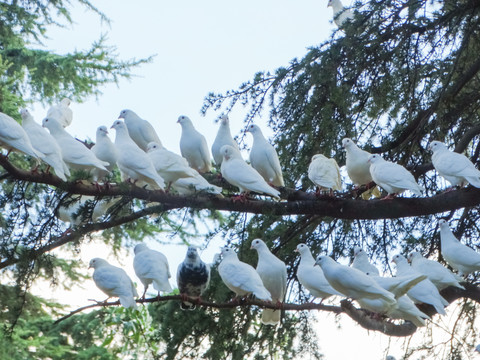 树梢白鸽