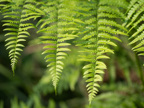 绿色蕨类植物