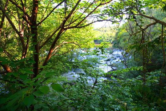 绿树溪流