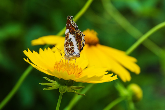 落在金鸡菊花上的褐色的花蝴蝶