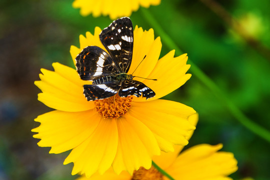 直纹蜘蛱蝶与黄色的菊花