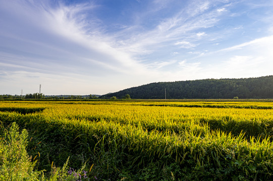 夏季里的稻田景观