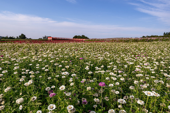 中国长春莲花山花海景观