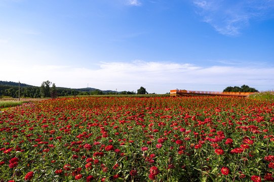 中国长春莲花山花海景观