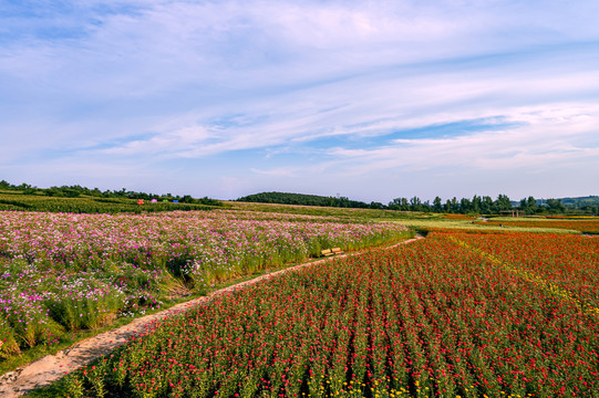 中国长春莲花山花海景观