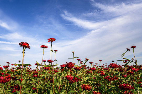 中国长春莲花山花海景观