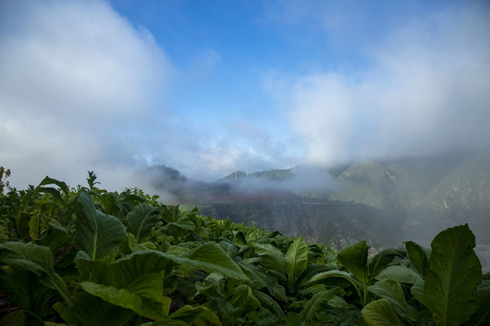 生态烟叶基地