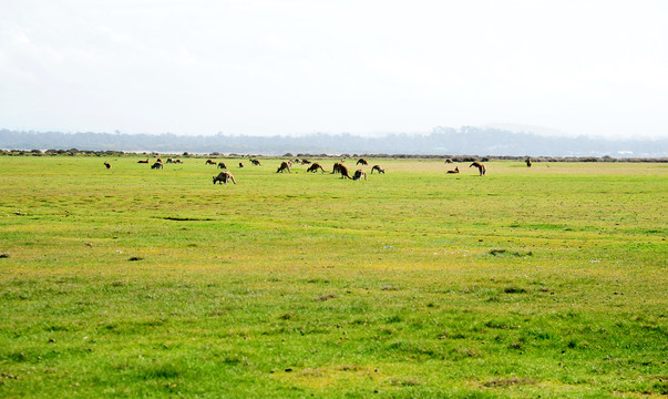 澳大利亚草原上成群休息的袋鼠