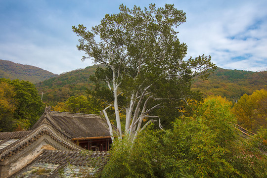 潭柘寺白皮松