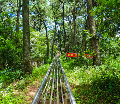 森林滑车道