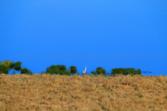 湿地草甸水鸟灰鹤