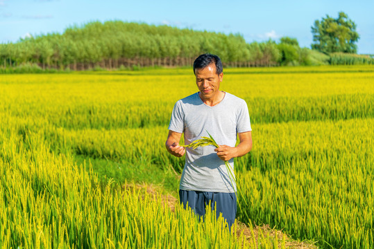 亚洲中年男性农民在稻田劳动