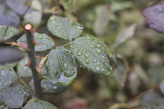 叶上的水珠