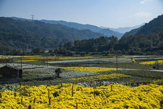 菊花基地