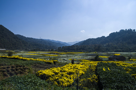 菊花基地