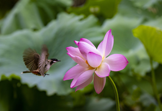 荷花和小鸟