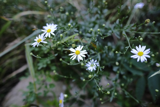 黄色小花