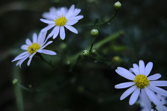 野菊花