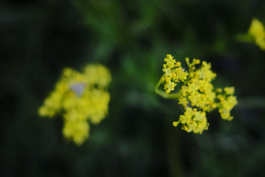 败酱草