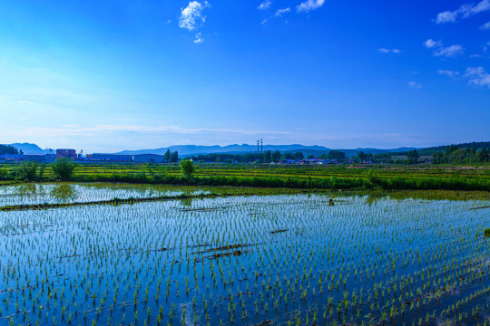 水稻田