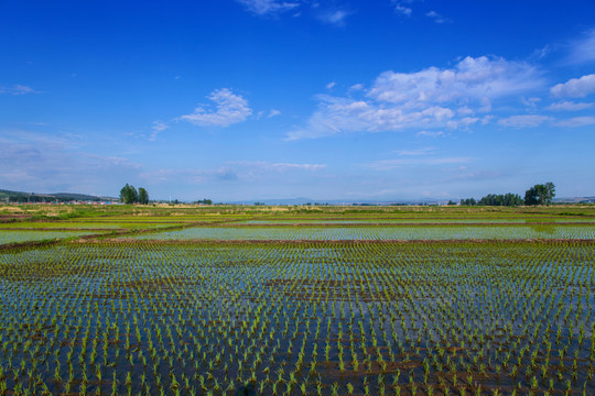 水稻田