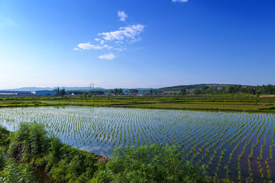 水稻田