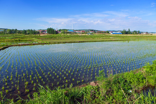 水稻田