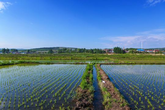 水稻田