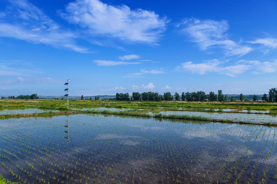 水稻田