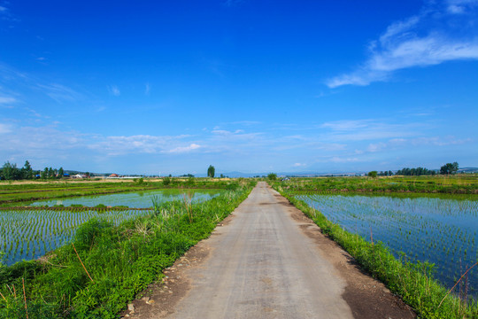 田间路