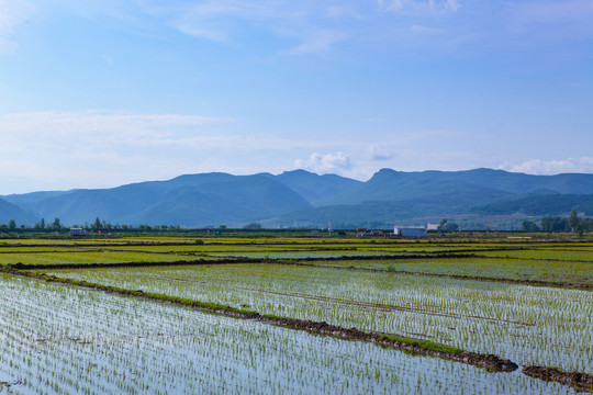 水稻田