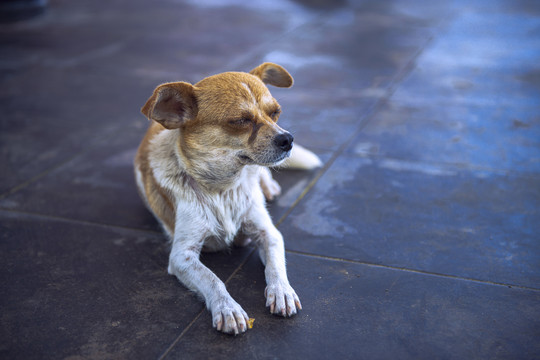 中华田园犬