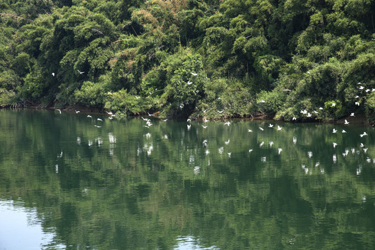 江中白鹭