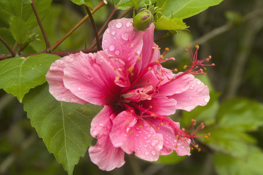 扶桑鲜花